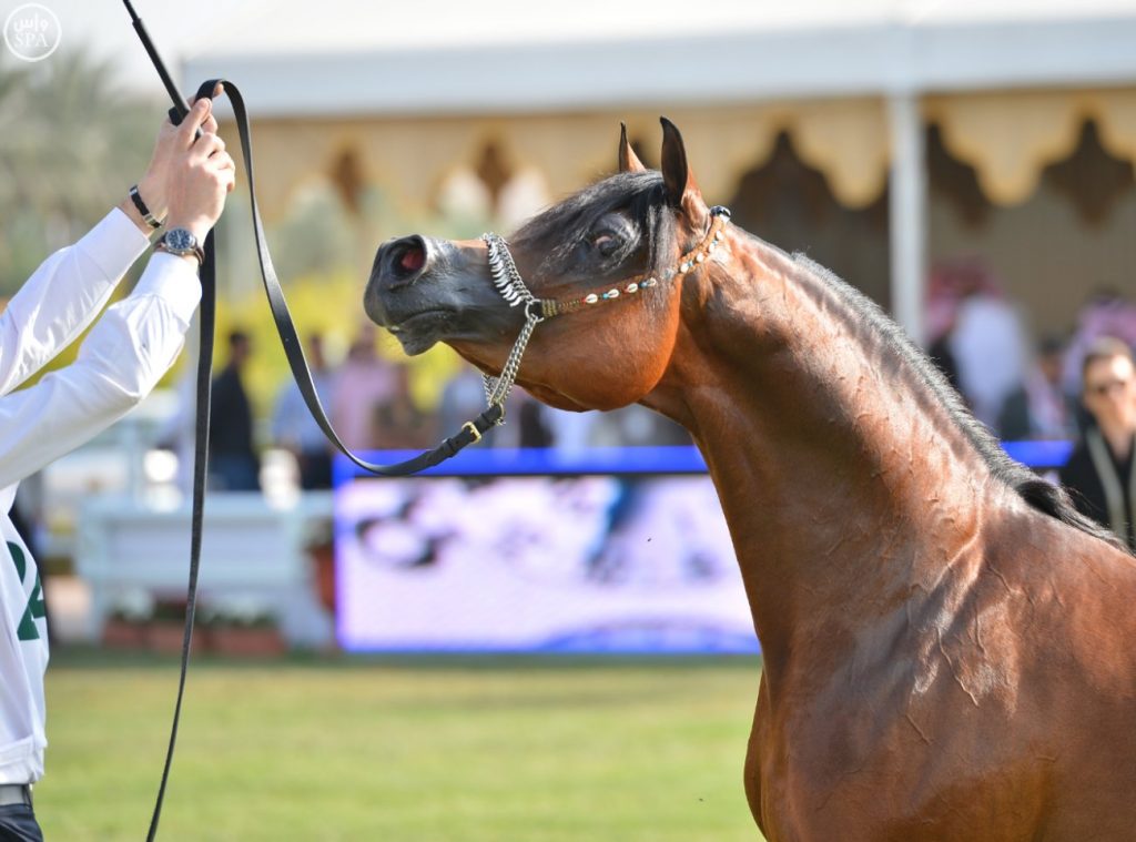 جدول بطولات جمال الخيل العربية الأصيلة في المملكة لعام ٢٠٢١م بوابة الخيل