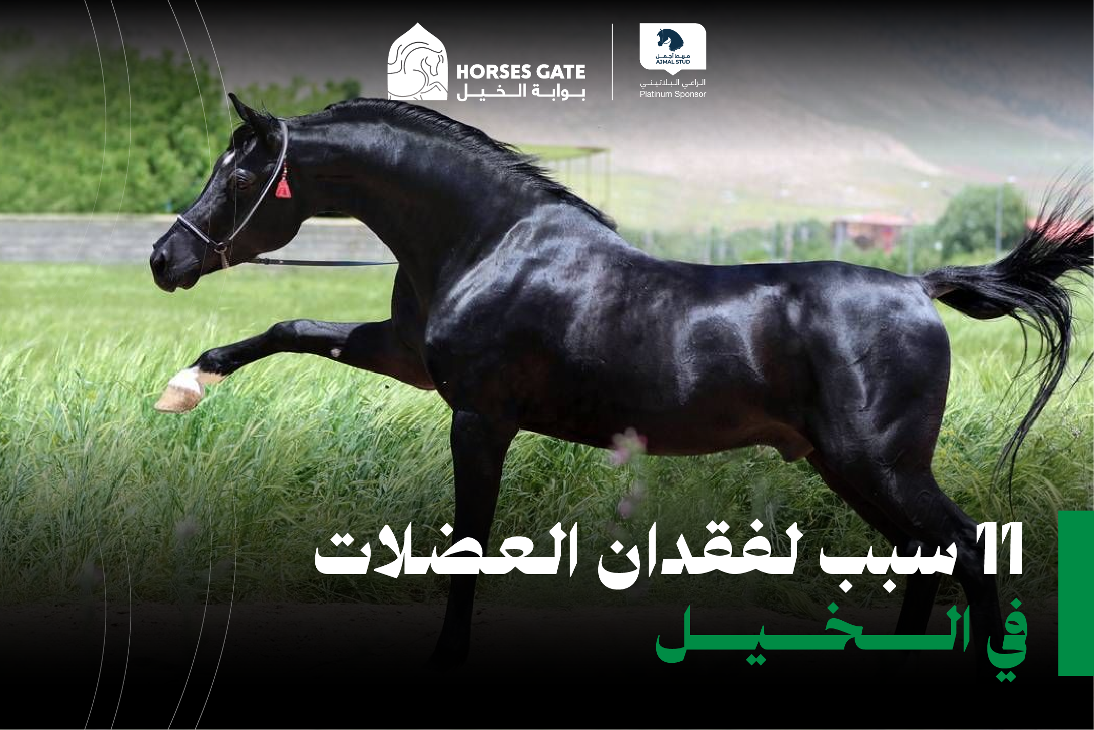 11 سبب لفقدان العضلات في الخيل