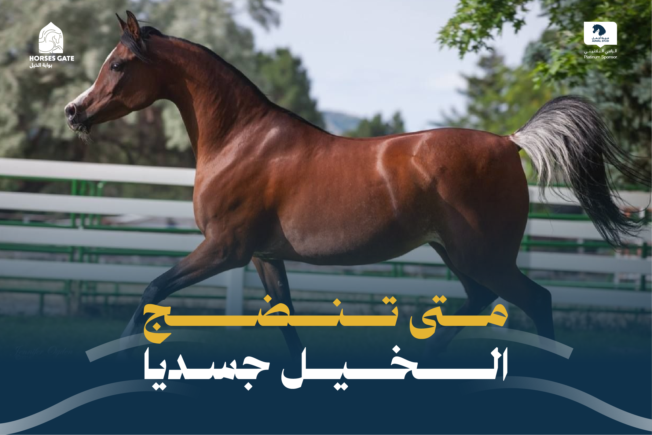 4 أسئلة توضح متى تنضج الخيل جسديا؟