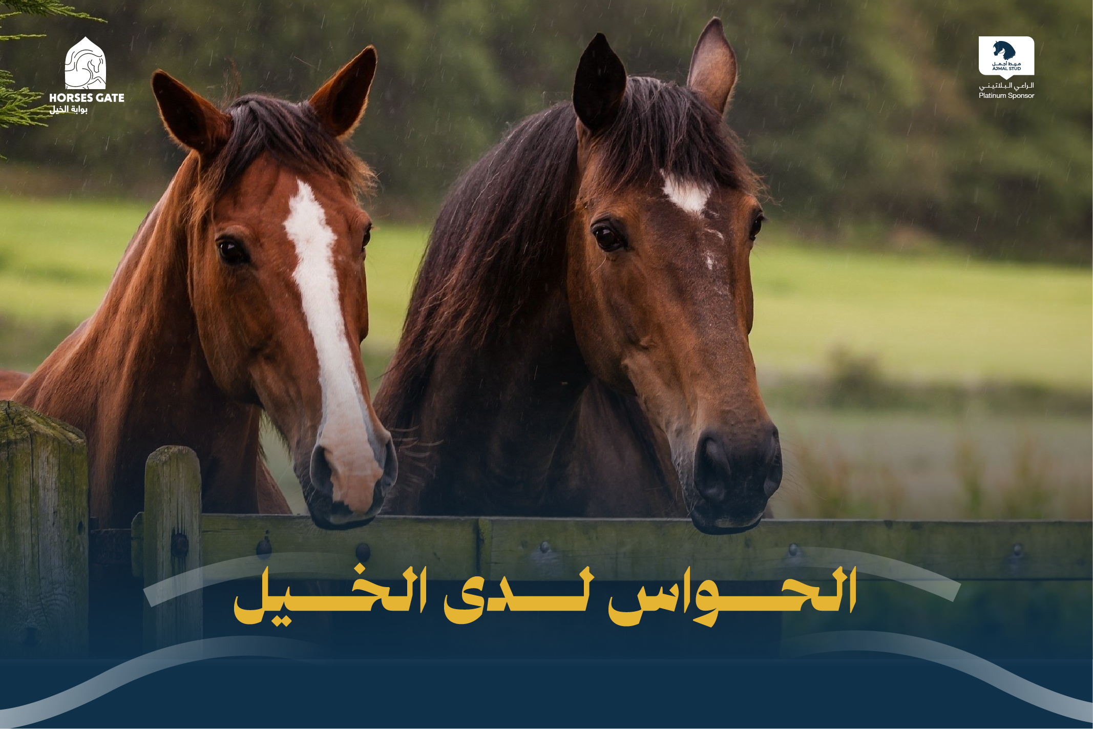 5 حواس لدى الخيل