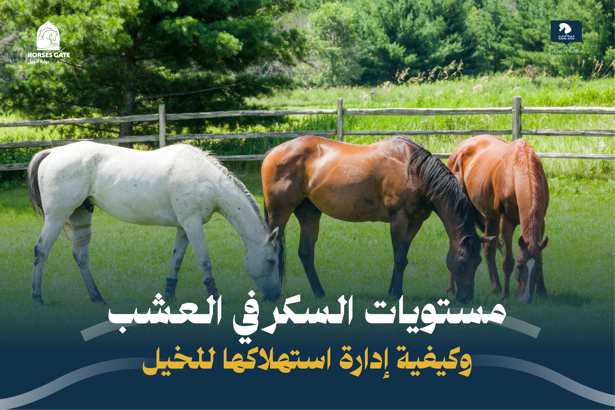 مستويات السكر في العشب وكيفية إدارة استهلاكها للخيل بطريقة صحية 100%