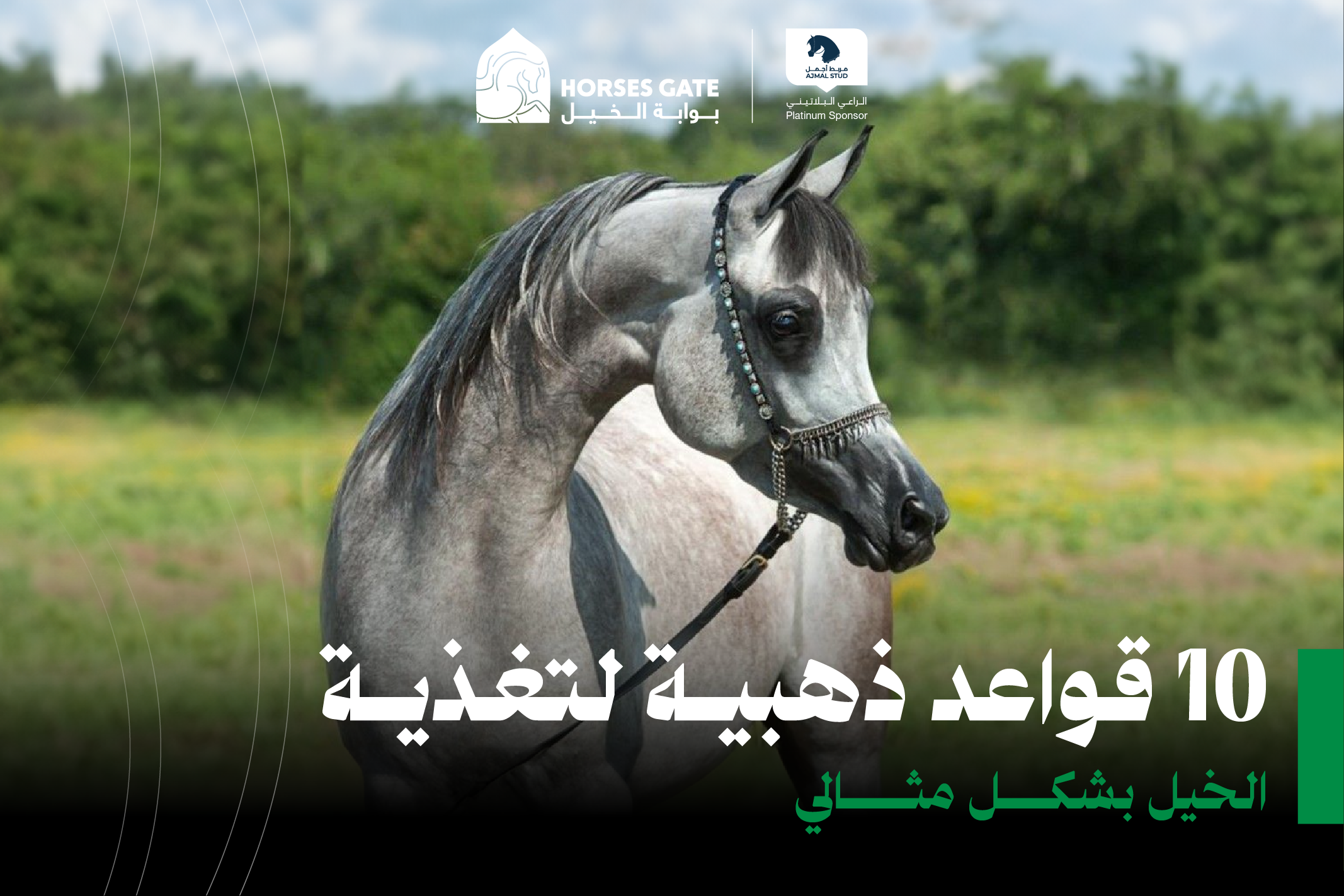 10 قواعد ذهبية لتغذية الخيل بشكل مثالي