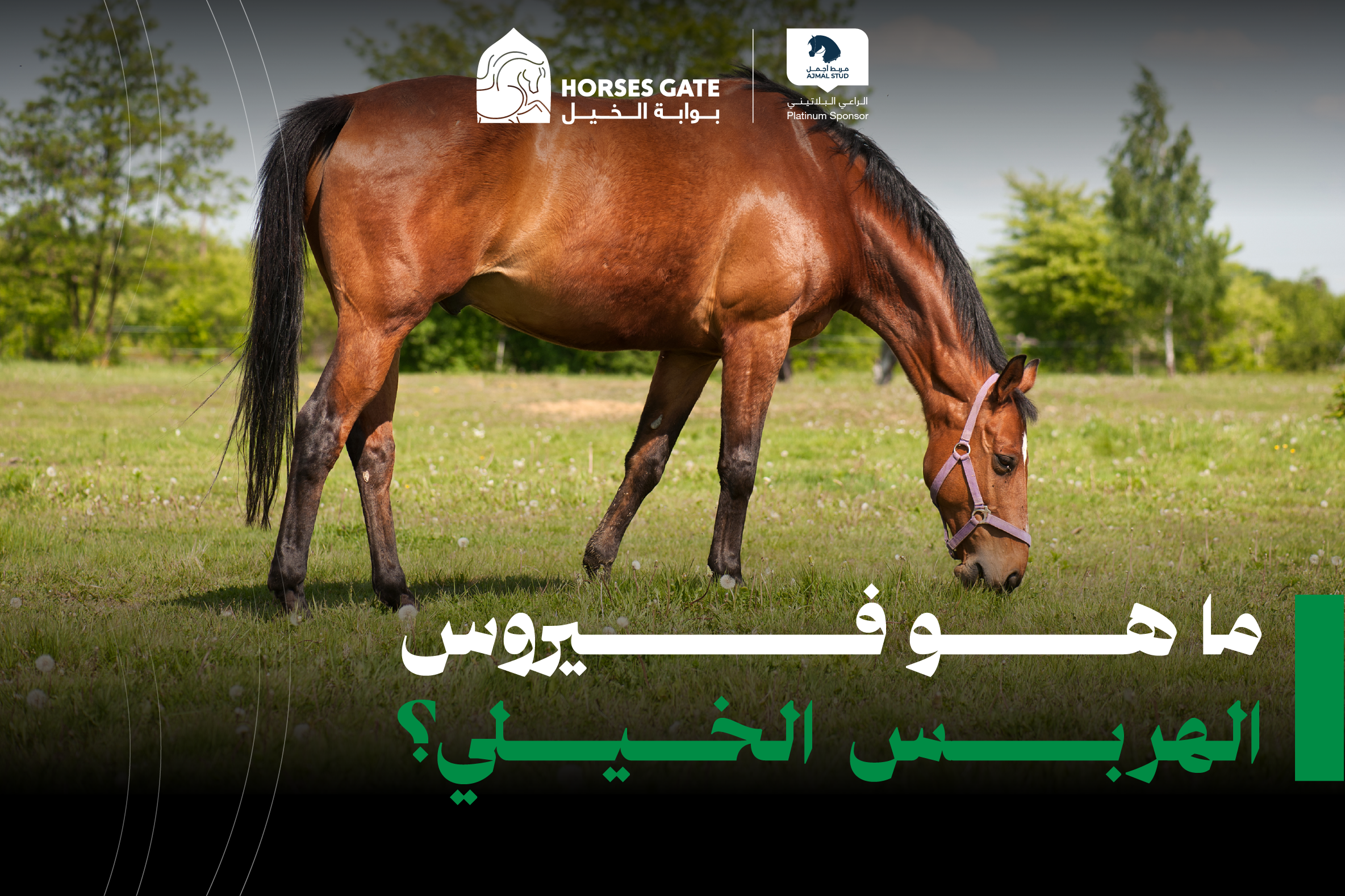 4 أمراض من فيروس الهربس تهدد صحة الخيل: تعرف عليهم