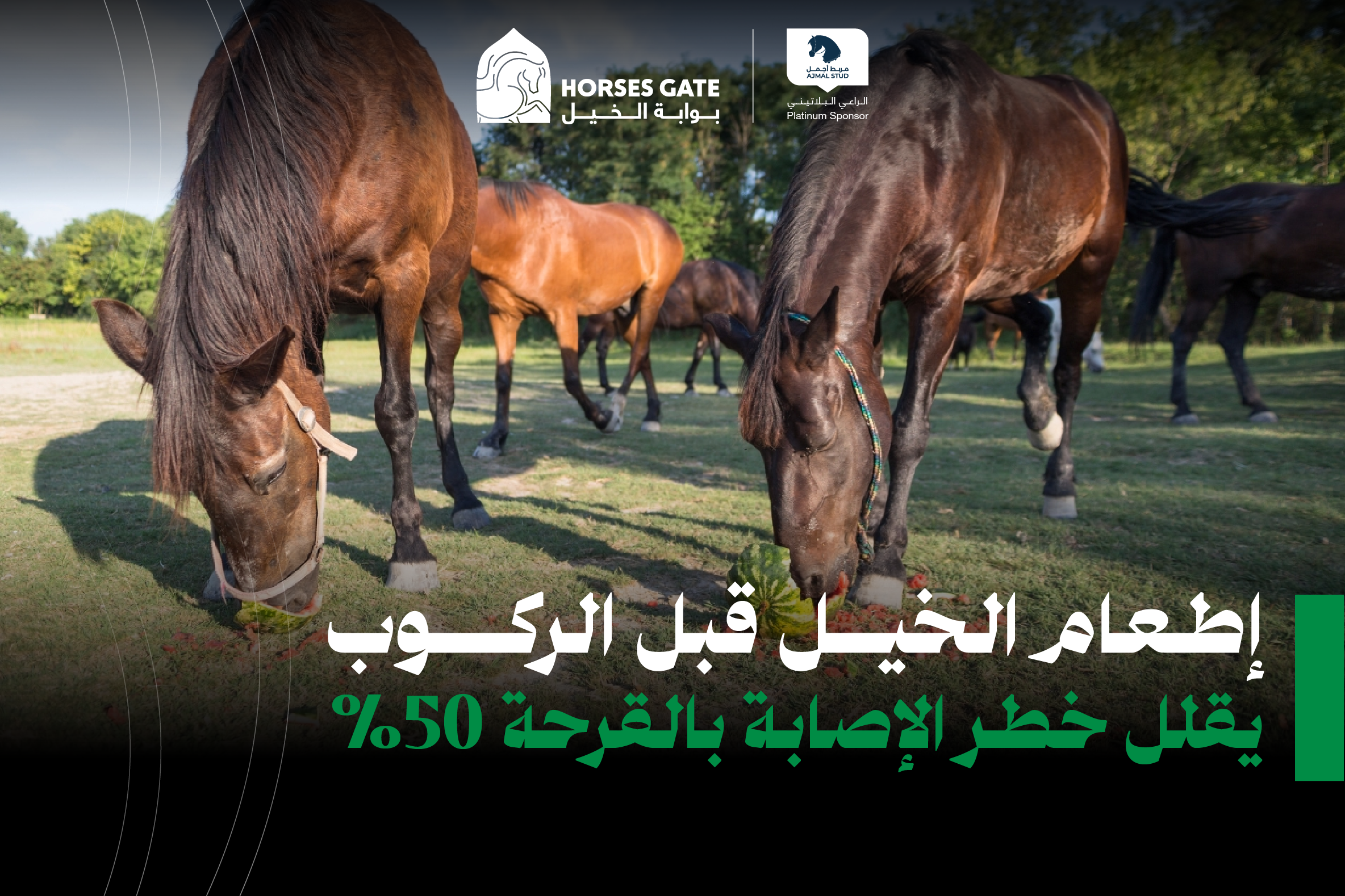 إطعام الخيل قبل الركوب يقلل خطر الإصابة بالقرحة 50%