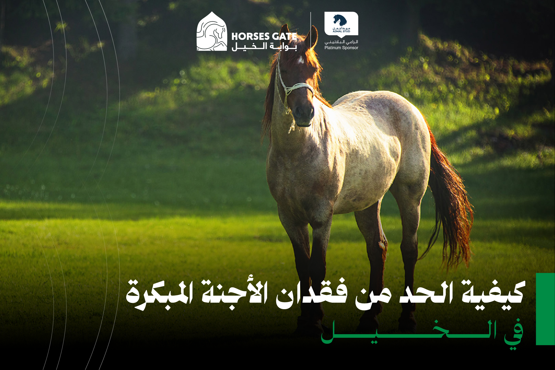 7 استراتيجيات فعّالة للحد من فقدان الأجنة المبكرة في الخيل