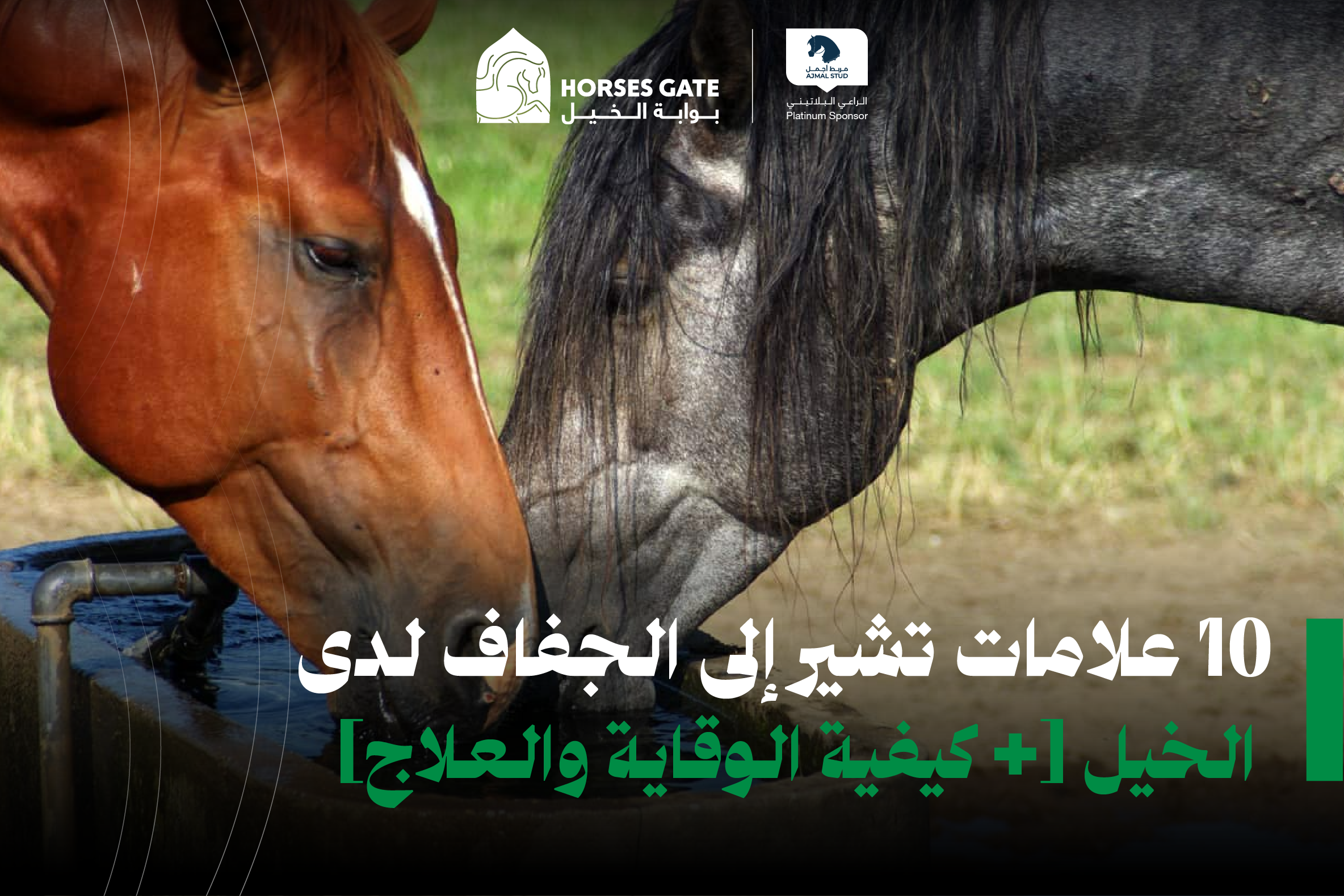 10 علامات تشير إلى الجفاف لدى الخيل [+ كيفية الوقاية والعلاج]