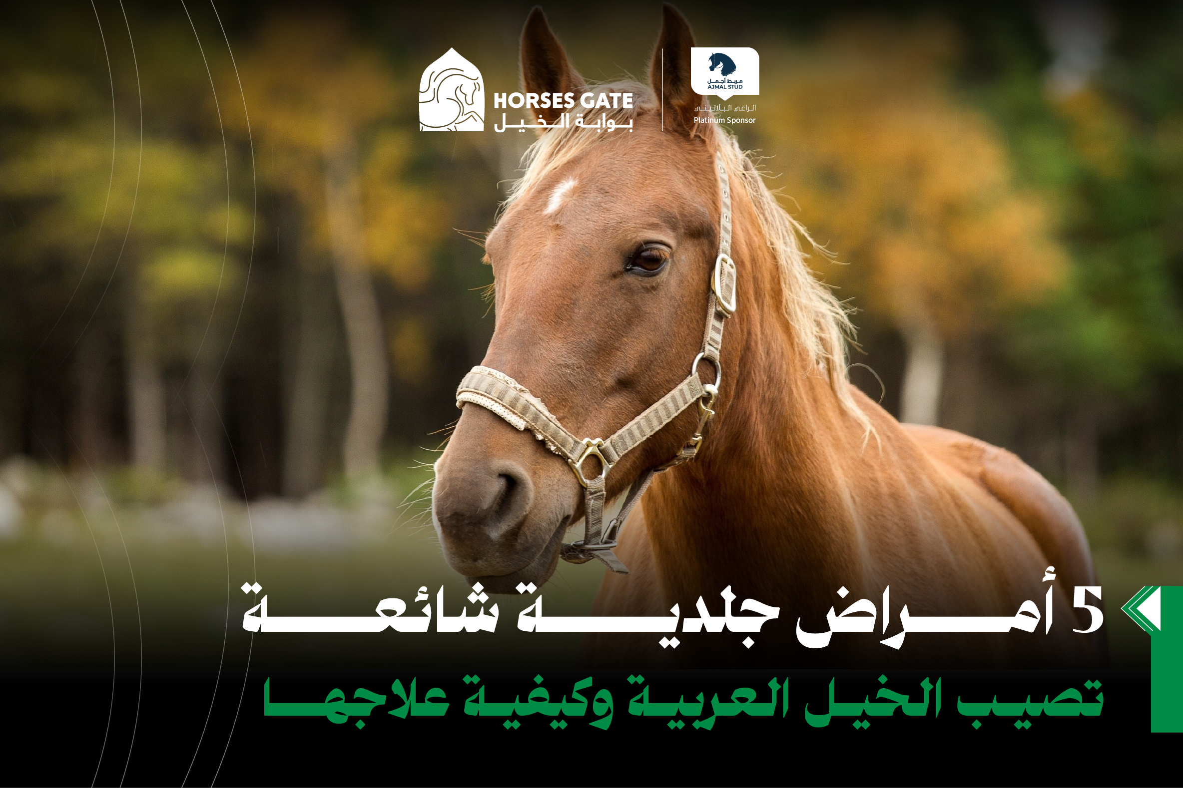 5 أمراض جلدية شائعة تصيب الخيل العربية وكيفية علاجها